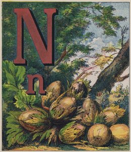 Noix