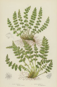 Woodsia Oblongue, Woodsia à Feuilles Rondes