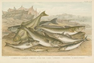 Poissons de l