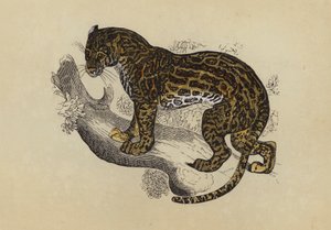 Ocelot - English School