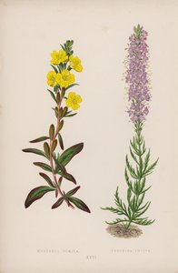 Oenothera Pumila; Veronica Incisa - English School