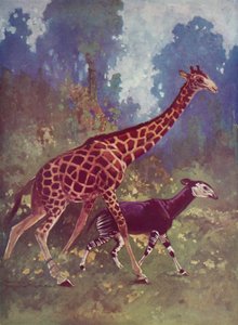 Okapi et girafe