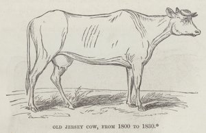 Vieille vache Jersey, de 1800 à 1830 (gravure) - English School