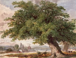 Vieux chêne au bord du chemin, Surrey