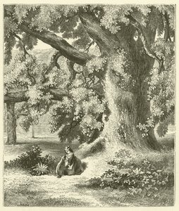 Vieux noyer à Mentmore (gravure) - English School