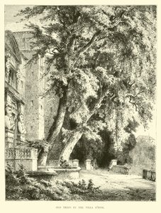 Vieux arbres dans la Villa d