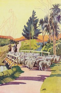Dans une station de moutons en Nouvelle-Zélande