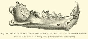 Moitié de la mâchoire inférieure du Lion des cavernes (Felis spelaea), partiellement cassée - English School