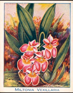 Orchidées : Miltonia Vexillaria (lithographie couleur) - English School