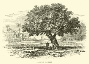 Figuier oriental - English School