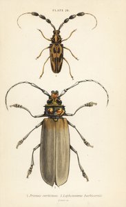 Orthomegas cinnamomeus Prionus corticinus 1, et Batus barbicornis, Lophonocerus barbicornis 2 - English School