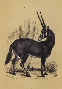 Oryx