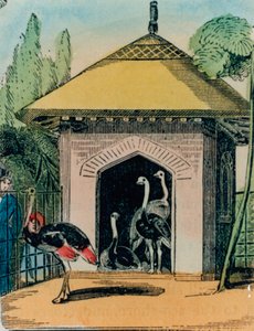 Maison des autruches et émeus au zoo de Londres. Années 1840 - English School