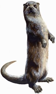 Loutre - English School