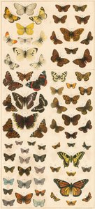 Nos papillons britanniques