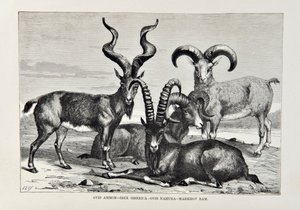 Ovis Ammon - Ibex Siberica - Ovis Nabura - Béliers Markhov, illustration de La Géographie Universelle, la Terre et ses habitants par Elisée Reclus, publiée en 1878 - English School