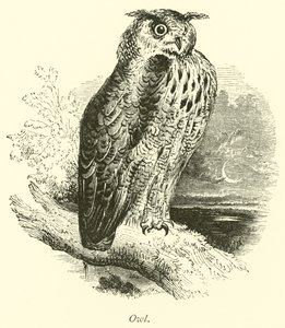 Hibou - English School