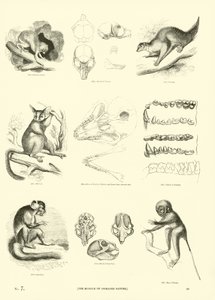 Page du Musée Pictural de la Nature Animée - English School