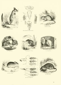 Page du Musée Pictural de la Nature Animée