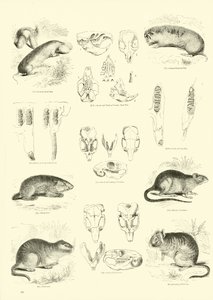 Page du Musée Pictural de la Nature Animée