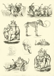 Page du Musée Pictural de la Nature Animée