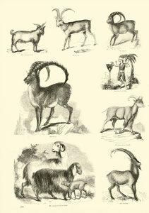 Page du Musée Pictural de la Nature Animée