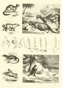 Page du Musée Pictural de la Nature Animée - English School