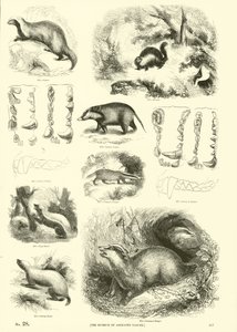 Page du Musée Pictural de la Nature Animée