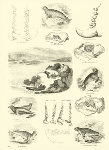 Page du Musée Pictural de la Nature Animée - English School