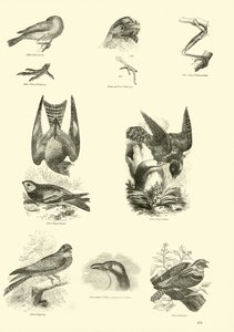 Page du Musée Pictural de la Nature Animée - English School