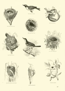 Page du Musée Pictural de la Nature Animée