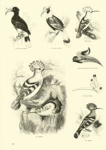 Page du Musée Pictural de la Nature Animée