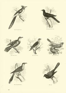 Page du Musée Pictural de la Nature Animée