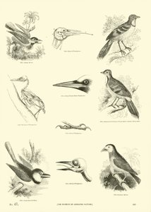 Page du Musée Pictural de la Nature Animée - English School