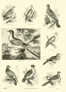 Page du Musée Pictural de la Nature Animée - English School