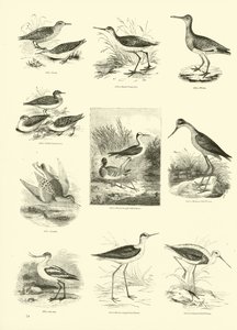 Page du Musée Pictural de la Nature Animée - English School