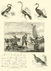 Page du Musée Pictural de la Nature Animée - English School