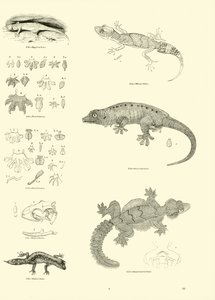 Page du Musée Pictural de la Nature Animée