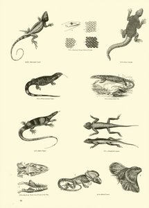 Page du Musée Pictural de la Nature Animée - English School