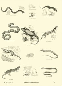 Page du Musée Pictural de la Nature Animée - English School