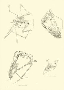 Page du Musée Pictural de la Nature Animée - English School