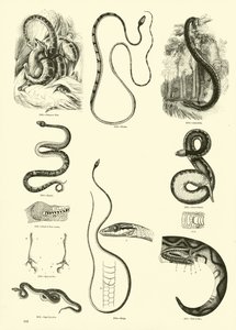 Page du Musée Pictural de la Nature Animée