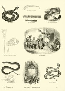 Page du Musée Pictural de la Nature Animée - English School