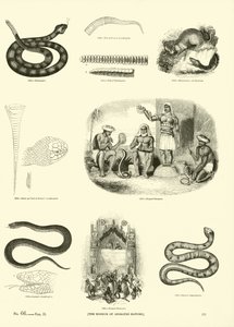 Page du Musée Pictural de la Nature Animée - English School
