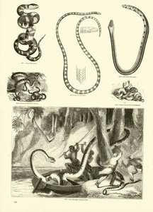 Page du Musée Pictural de la Nature Animée - English School