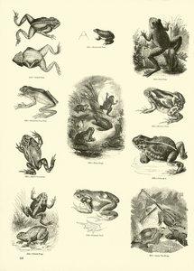 Page du Musée Pictural de la Nature Animée - English School