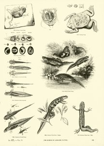 Page du Musée Pictural de la Nature Animée
