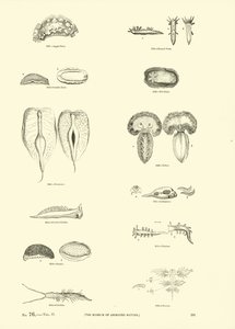 Page du Musée Pictural de la Nature Animée