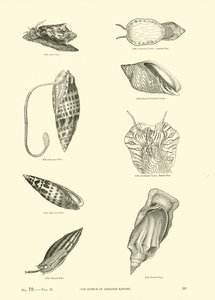 Page du Musée Pictural de la Nature Animée - English School