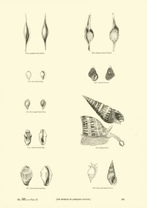 Page du Musée Pictural de la Nature Animée - English School